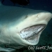 shark_bull_2t_srmr_beqa_h_0030_fij1218.jpg